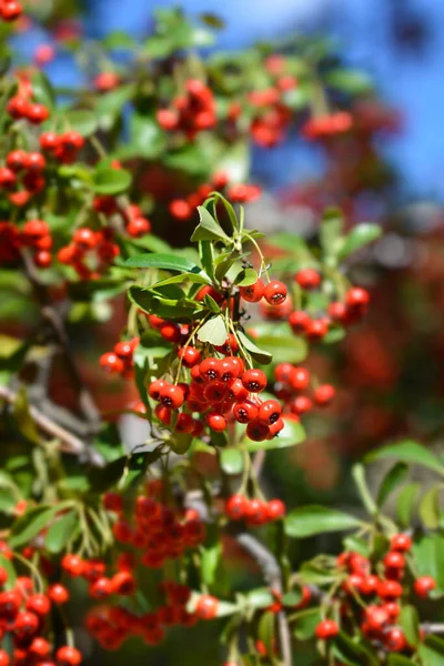 Narrow Leaf Firethorn Latin Name Pyracantha Angustifolia — Stock Photo, Image