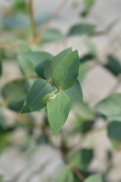 Žvýkačka Širokými Listy Latinský Název Eucalyptus Dalrympleana — Stock fotografie