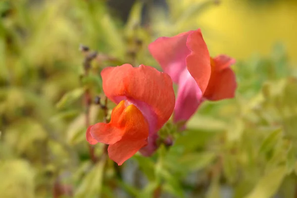Snapdragon Flowers Nombre Latino Antirrhinum Majus —  Fotos de Stock