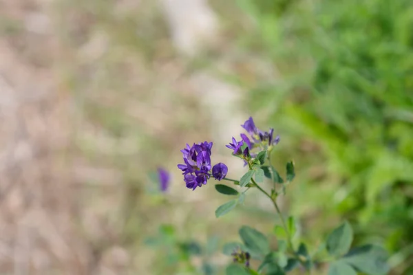 Alfalfa Blommor Latinskt Namn Medicago Sativa — Stockfoto