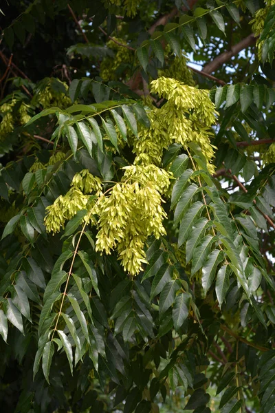 Дерево Небес Латинское Название Ailanthus Altissima — стоковое фото