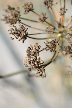 Genel rezene tohumları - Latince adı - Foeniculum vulgare