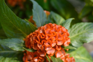 Twisted Orange Cockscomb, Latince adı Celosia Argentea var. Cristata Çarpık Turuncu