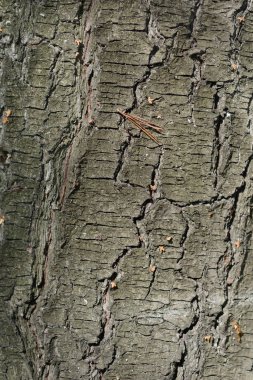 Doğu beyaz çam kabuğu - Latince adı - Pinus strobus