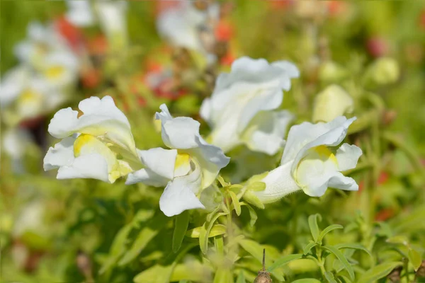 Schnappdrachen Weiße Blüten Lateinischer Name Antirrhinum Majus — Stockfoto