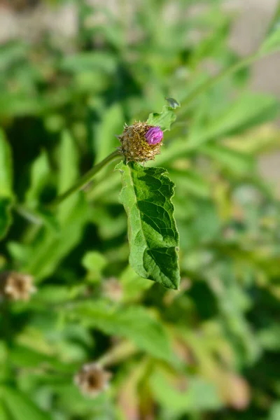 Capullo Flor Botón Solteros Rosados Nombre Latino Centaurea Pulcherrima —  Fotos de Stock