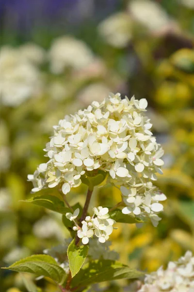 Que Bush Flores Blancas Nombre Latino Spiraea Cantoniensis: fotografía de  stock © nahhan #363891292 | Depositphotos