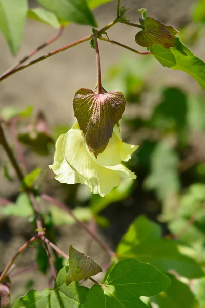 Levant Cotton Leaves Flower Latin Name Gossypium Herbaceum — Stock Photo, Image
