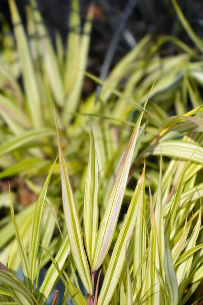 Hakone Grass Aureola Latinské Jméno Hakonechloa Macra Aureola — Stock fotografie