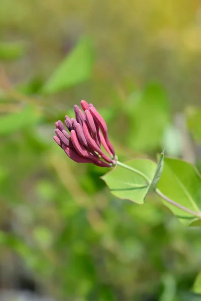 Kwiatostany Szkarłatne Dropmore Łacińska Nazwa Lonicera Brownii Dropmore Scarlet — Zdjęcie stockowe