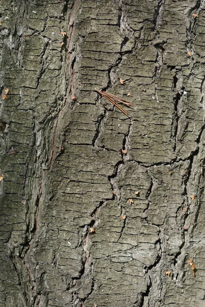 Eastern White Pine Bark Latin Name Pinus Strobus — Stock Photo, Image