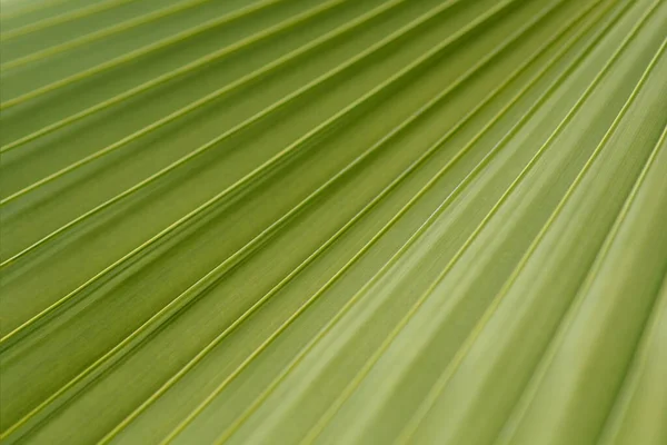 Ausztrál Fan Palm Leaf Detail Latin Név Livistona Australis — Stock Fotó