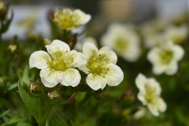 Saxifrage Kar Halısı - Latince adı Saxifraga x arendsii Schneeteppich