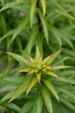 Henrys Lily Latince adı Lilium Henryi 'den ayrılıyor.