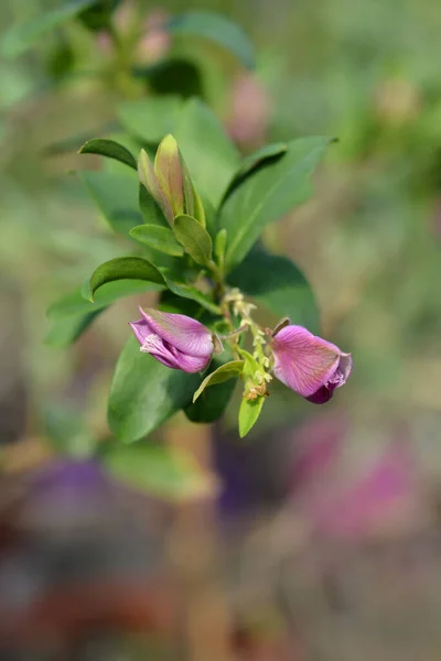 Myrtenblatt Milchkraut Blütenknospen Lateinischer Name Polygala Myrtifolia — Stockfoto