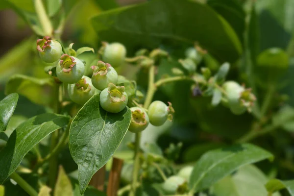 Blueberry Jersey Latin Name Vaccinum Corymbosum Jersey — Stock Photo, Image