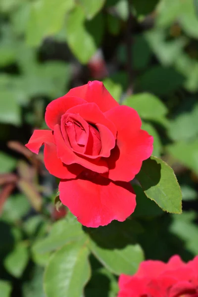 Rose Oklahoma Red Flower Latin Name Rosa Oklahoma — Stock Photo, Image