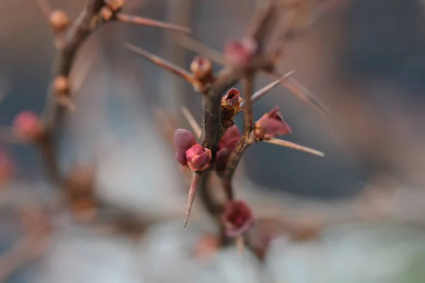 Baies Épine Vinette Pourpre Japon Nom Latin Berberis Thunbergii Atropurpurea — Photo