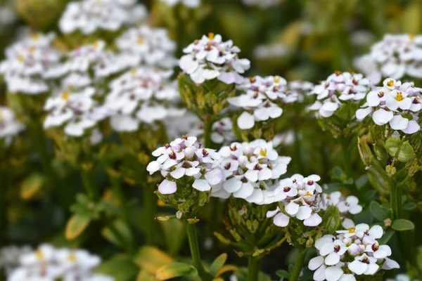 Evergreen Candytuft Latinsk Navn Iberis Sempervirens – stockfoto