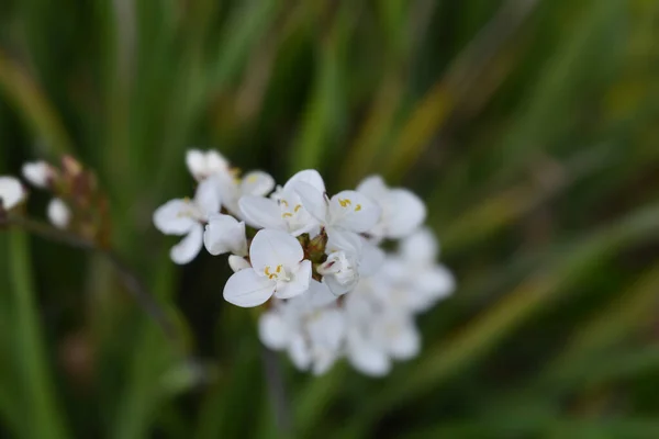 Новозеландська Атласна Квітка Латинська Назва Libertia Grandiflora Libertia Chilensis — стокове фото