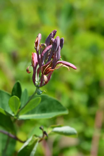 金银花花蕾 拉丁文名 Lonicera Heckrottii American Beauty — 图库照片