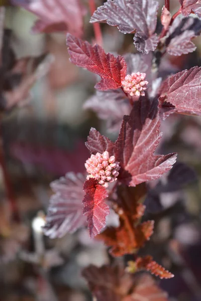 Ninebark Tak Latijnse Naam Physocarpus Opulifolius — Stockfoto