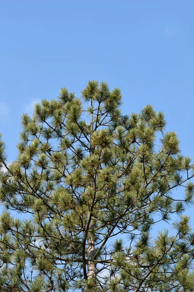 Zwarte Pijnboom Latijnse Naam Pinus Nigra — Stockfoto