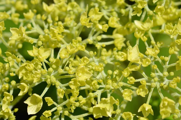 Ομαλή Ορτανσία Έντονα Άνναμπελ Λουλούδια Latin Name Hydrangea Arborescens Έντονη — Φωτογραφία Αρχείου