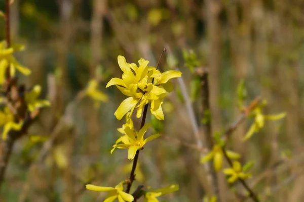 Forsycja Żółte Kwiaty Łacińska Nazwa Forsythia Suspensa — Zdjęcie stockowe