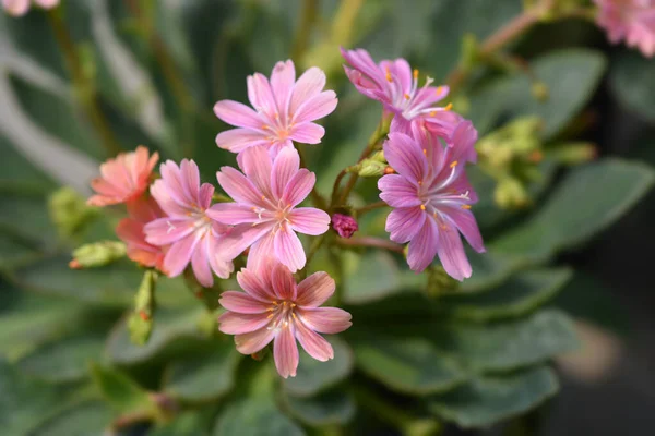 Siskiyou Lewisia Латинська Назва Lewisia Cotyledon — стокове фото