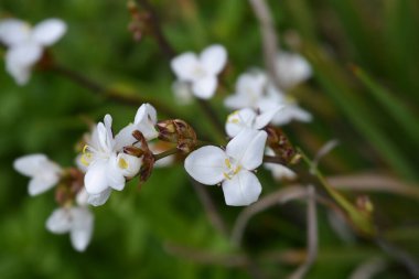 Yeni Zelanda saten çiçeği - Latince adı Libertia grandiflora (Libertia chilensis)