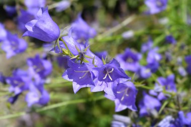 Şeftali yapraklı çan çiçeği - Latince adı - Campanula persisifolia