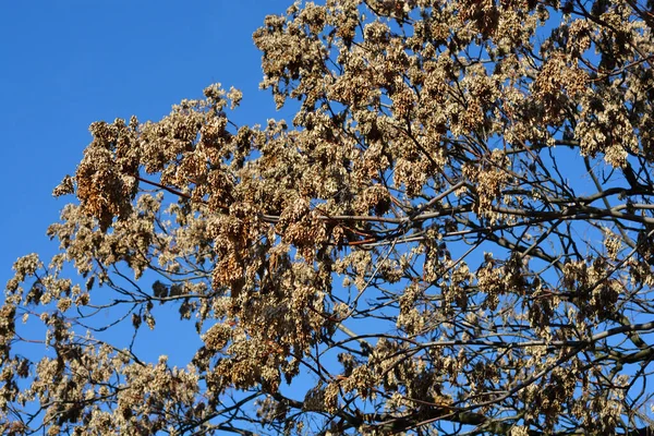Strom Nebes Holé Větve Suchými Semeny Latinské Jméno Ailanthus Altissima — Stock fotografie