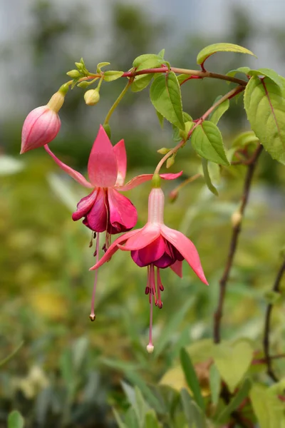 Hybrid Fuchsia Flowers Latin Name Fuchsia Hybrida — стокове фото