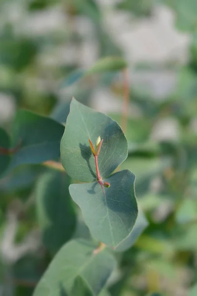 Breitblättriger Kaugummi Lateinischer Name Eucalyptus Dalrympleana — Stockfoto