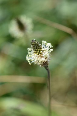 Ribwort Plantain çiçeği - Latince adı - bitkisel lanceolata