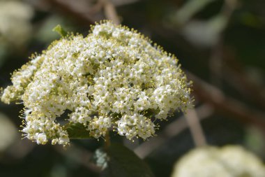 Kırışık viburyum beyaz çiçek - Latince adı Viburnum rhyridophyllum