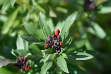Portakal rengi Wallflower çiçek tomurcukları - Latince adı - Erysimum cheiri