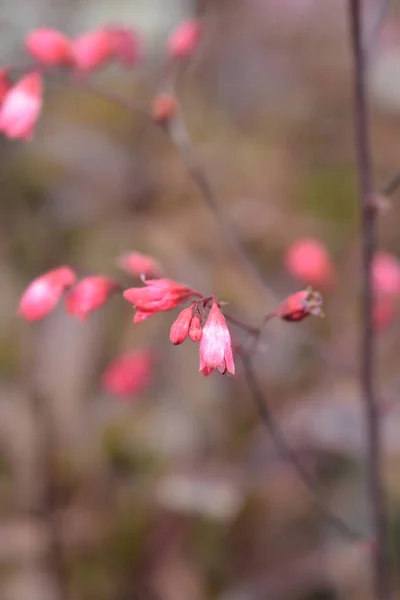 ハイブリッドサンゴの鐘の花 ラテン語名 Heucera Hybrids — ストック写真