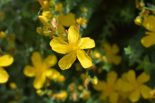 Olympus Johns Wort山 拉丁文名称 Hypericum Olympicum — 图库照片