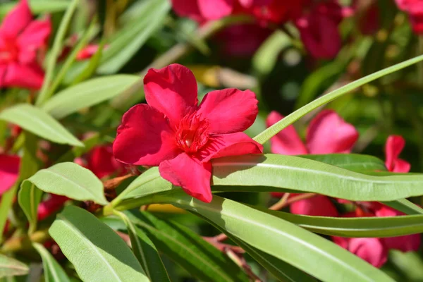 Yhteinen Oleanteri Vaaleanpunaisia Kukkia Latinankielinen Nimi Nerium Oleander — kuvapankkivalokuva