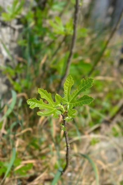 Lístky Fíkové Latinský Název Ficus Carica — Stock fotografie