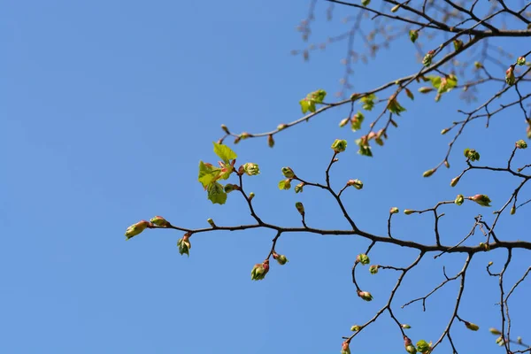 Small Leaved Lime Branch Leaf Buds Latin Name Tilia Cordata — Stock Photo, Image