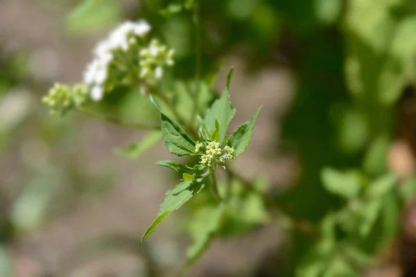 White Snakeroot Flower Buds Latin Name Ageratina Altissima — Stock Photo, Image