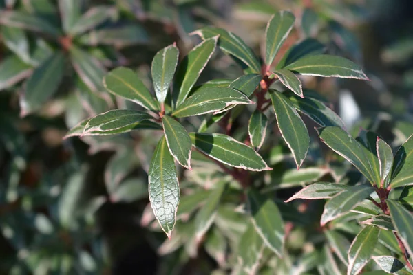 Pieris Japonais Little Heath Nom Latin Pieris Japonica Little Heath — Photo