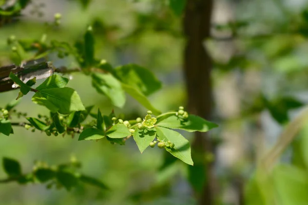 Brûlage Branche Bush Nom Latin Euonymus Alatus — Photo