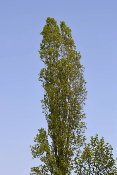 Λομβαρδία Λεύκη Δέντρο Ενάντια Μπλε Ουρανό Λατινικό Όνομα Populus Nigra — Φωτογραφία Αρχείου