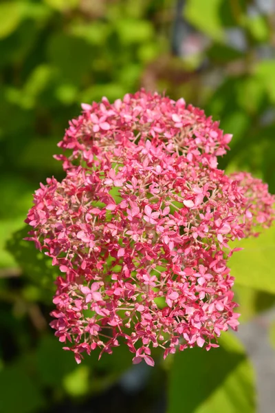 Ortensia Liscia Rosa Annabelle Fiori Nome Latino Ortensia Arborescente Rosa — Foto Stock