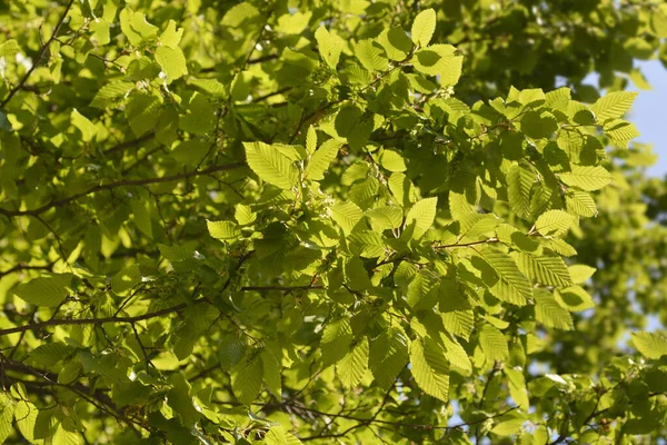 Faisceau Commun Nom Latin Carpinus Betulus — Photo