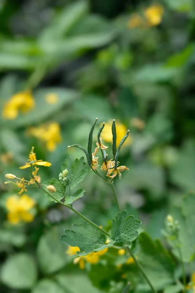 Cascas Sementes Celandina Nome Latino Chelidonium Majus — Fotografia de Stock